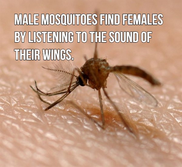 16 blood sucking facts about mosquitoes