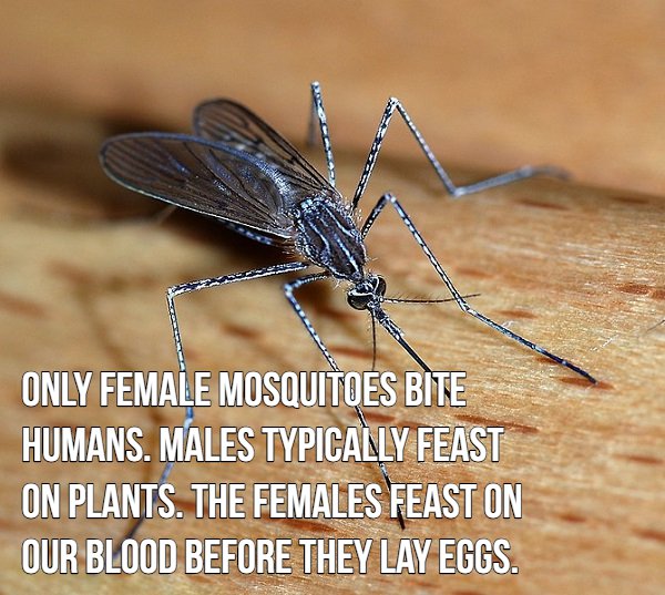 16 blood sucking facts about mosquitoes