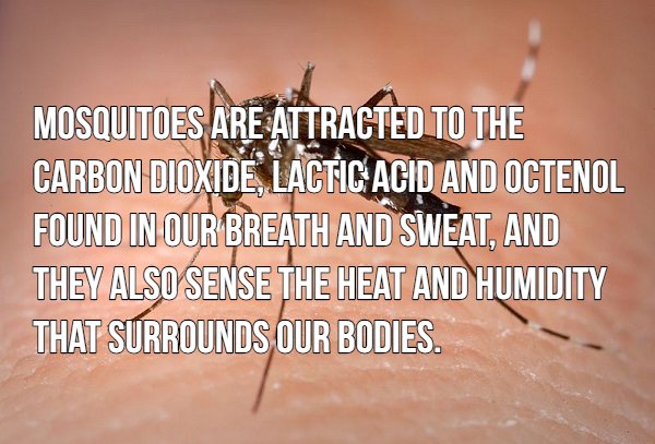 16 blood sucking facts about mosquitoes