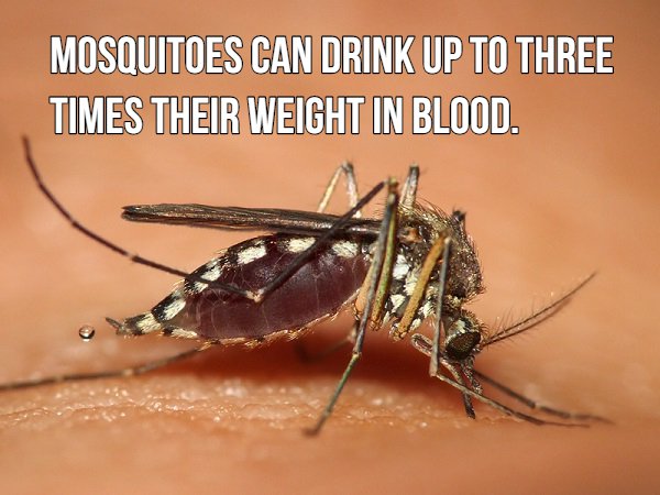 16 blood sucking facts about mosquitoes