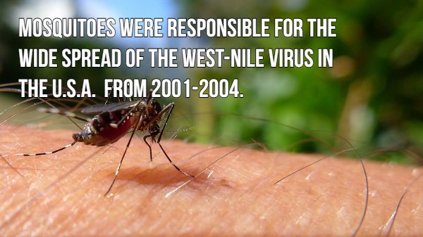 16 blood sucking facts about mosquitoes