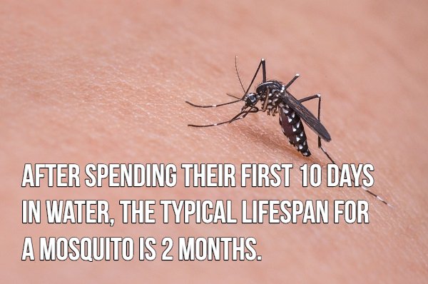 16 blood sucking facts about mosquitoes