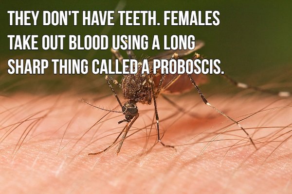 16 blood sucking facts about mosquitoes