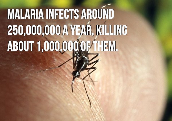 16 blood sucking facts about mosquitoes