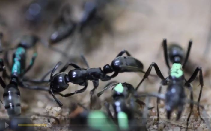 Ants will refuse “medical” help from their colony if they know they are mortally wounded. Rather than waste the colony’s resources and energy on futile rehabilitation, the wounded ant flails its legs forcing help to abandon them.