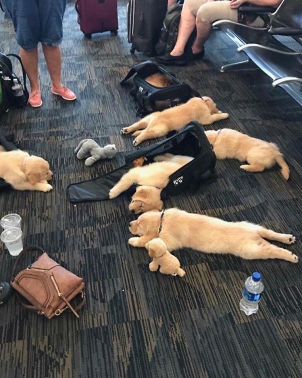 30 crazy sights at the airport