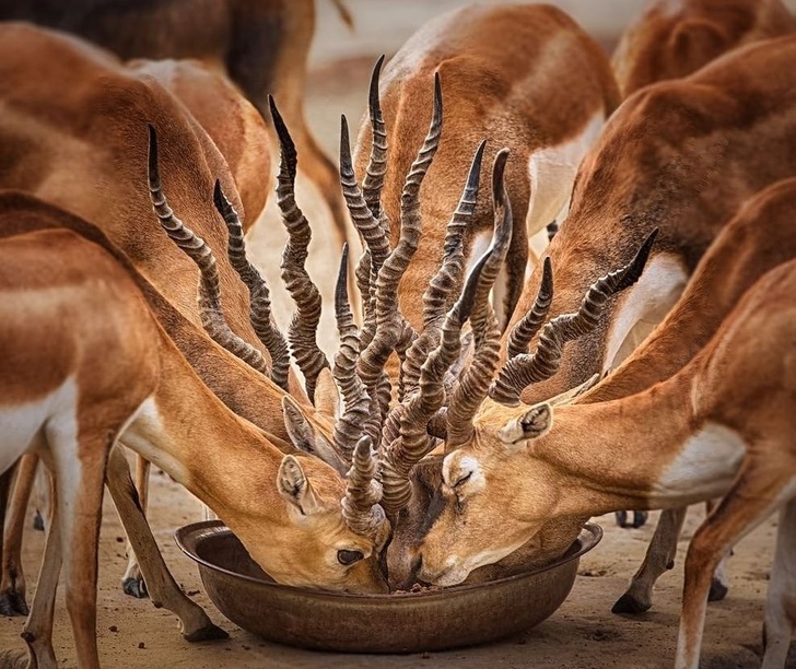 Markhors drinking from a bowl