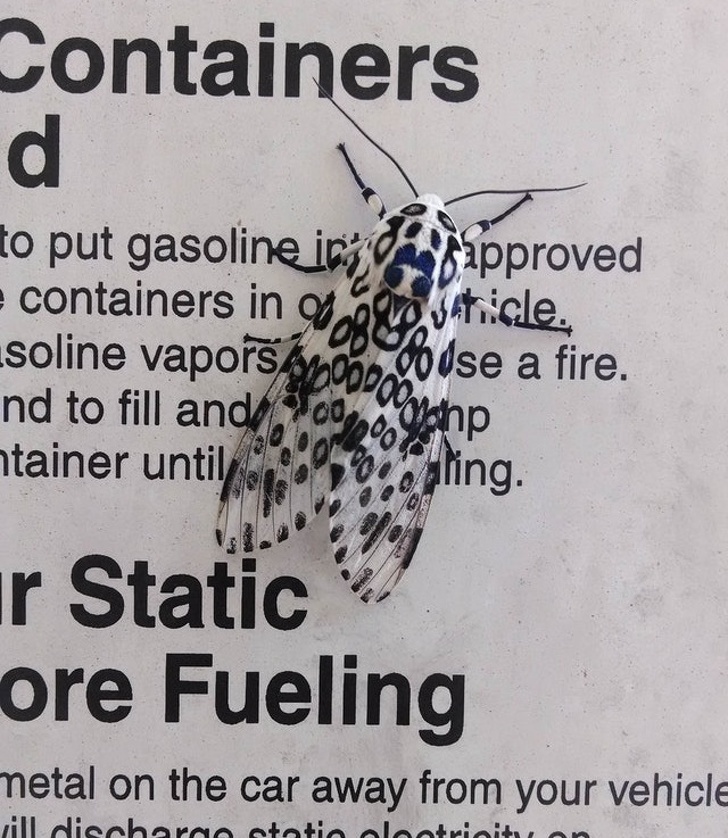 This moth picked the perfect urban camouflage.
