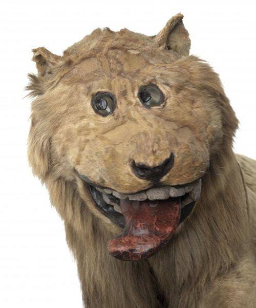 cursed images - bad taxidermy lion