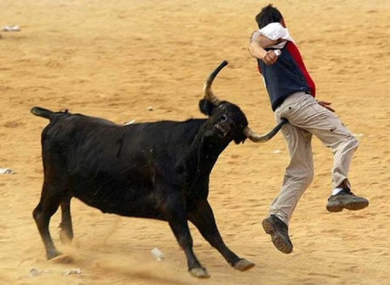 random bull fight