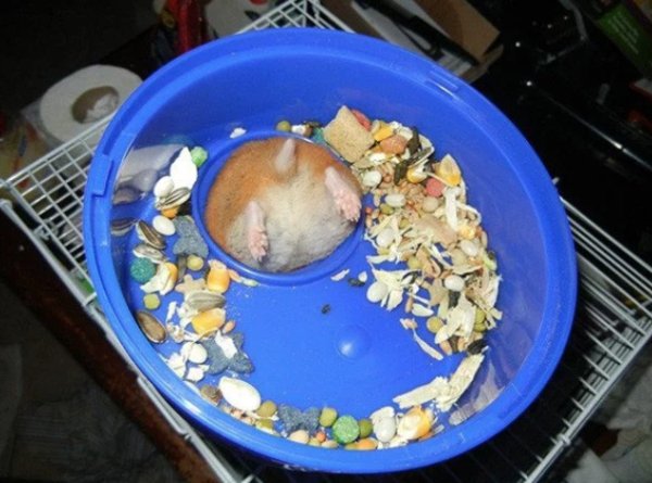 random fat hamster stuck