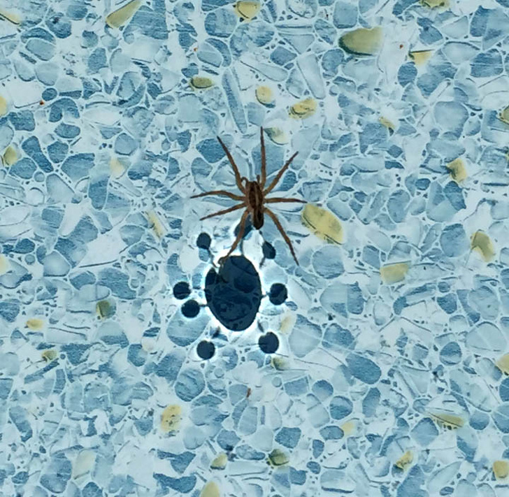 “This spiders reflection in a pool”