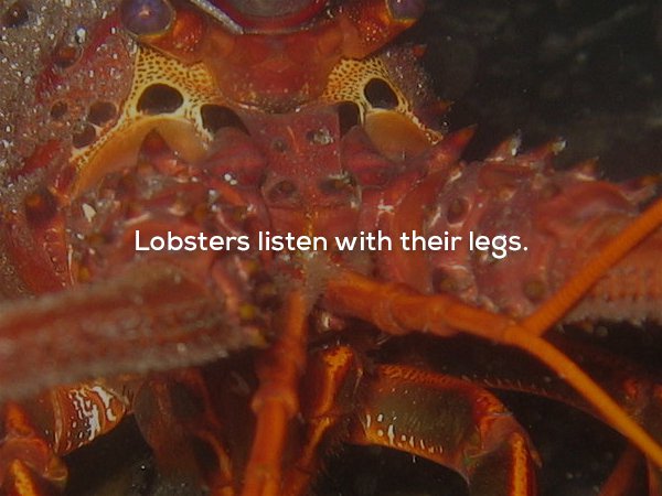 california spiny lobster - Lobsters listen with their legs.
