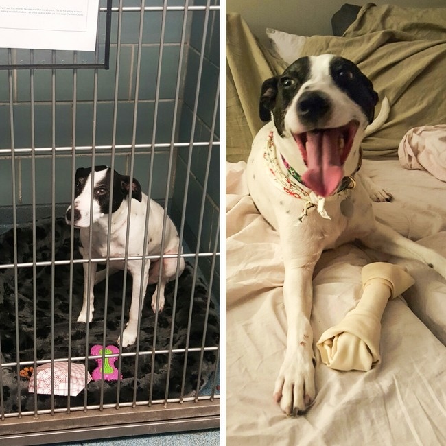 "Quick turnaround: Lemon in the shelter vs. when we brought her home a few hours later. Instant happiness."