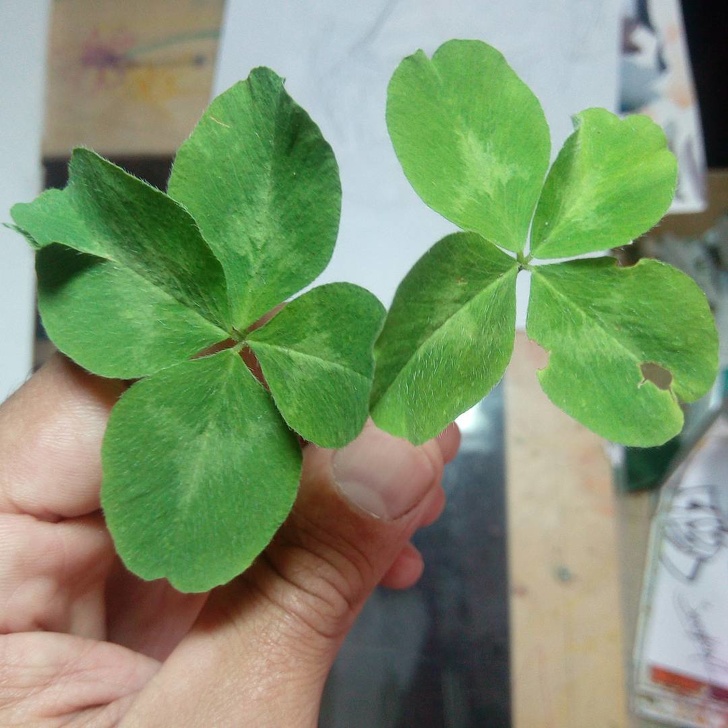 2 4-leaf clovers. This person must be really lucky!