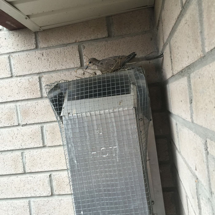 “So we bought a new house. This house has a nice gas fireplace and the exhaust was tucked neatly away near the back door. The problem was, the little nook appeared to be a perfect place for birds to nest because of the protection of the roof and heat from the fireplace”