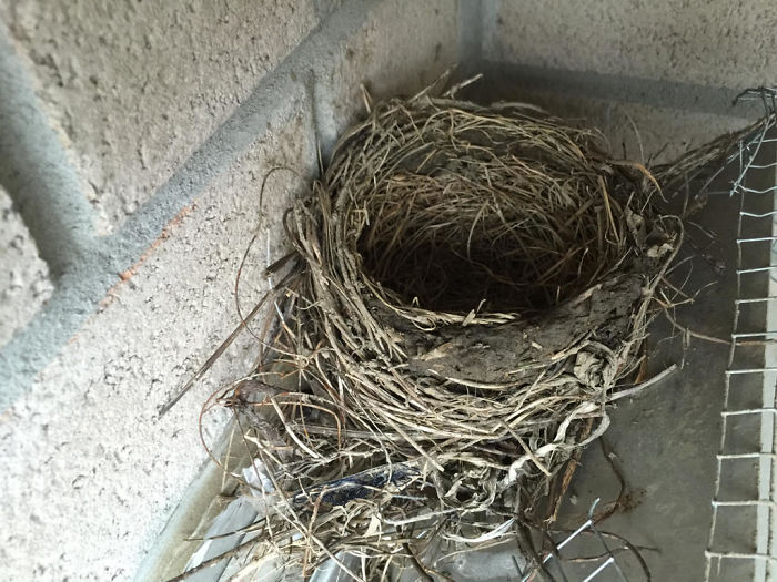 “May 2015: Apparently it wasn’t. They found a nice little crevice on top of the exhaust to build a neat, little nest. Ok fine. No babies, so nest is gone. Easy enough”