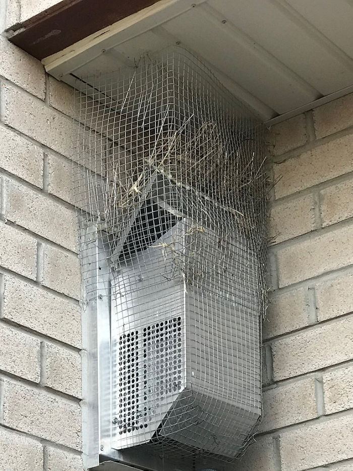 “May 2018: what the absolute f*ck??! HOWWWW???!! So apparently, I left a small opening on the right side. Those birds were flying up into their now high-end GATED F*CKING COMMUNITY!”