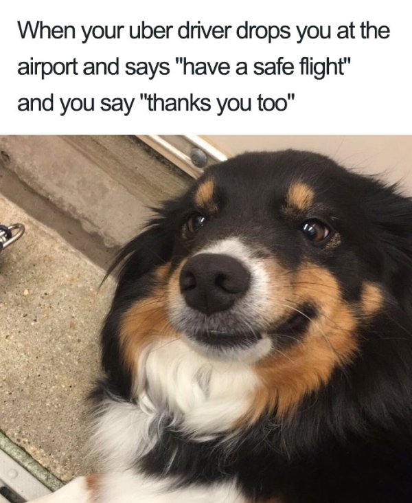 animal memes - When your uber driver drops you at the airport and says "have a safe flight" and you say "thanks you too"