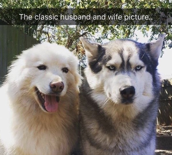 two dogs funny - The classic husband and wife picture.