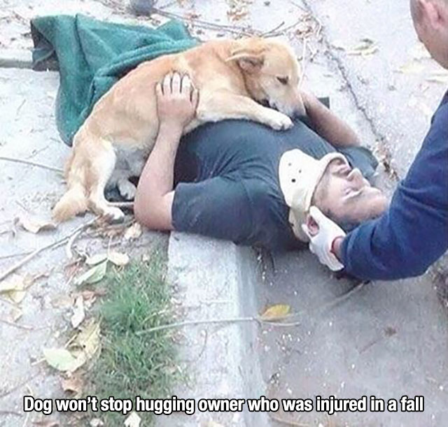 dog hugs injured owner - Dog won't stop hugging owner who was injured in a fall