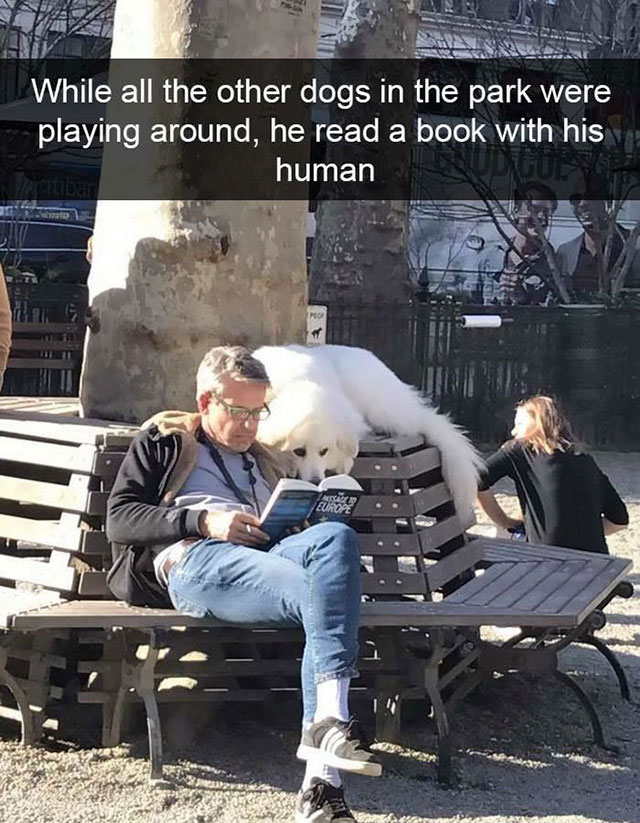 dog reading a book with his human - While all the other dogs in the park were playing around, he read a book with his human