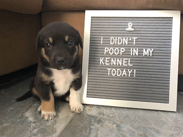 proud puppy - I Didnt Poop In My Kennel Todayi