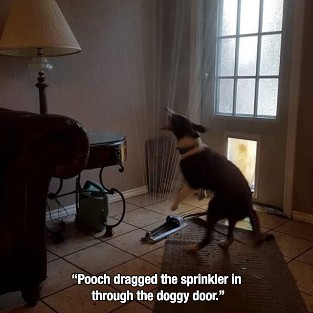 dog dragged sprinkler in house - "Pooch dragged the sprinkler in through the doggy door."