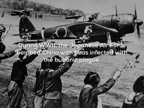 creepy fact japanese kamikaze pilots - During Wwii, the Japanese Air Forde bombed China with fleas infected with the bubonic plague.