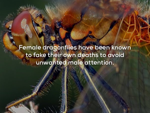 creepy fact beautiful dragonfly - Female dragonflies have been known to fake their own deaths to avoid unwanted male attention.