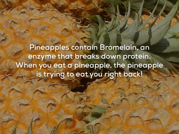 creepy fact pineapple - Pineapples contain Bromelain, an enzyme that breaks down protein. When you eat a pineapple, the pineapple is trying to eat you right back!