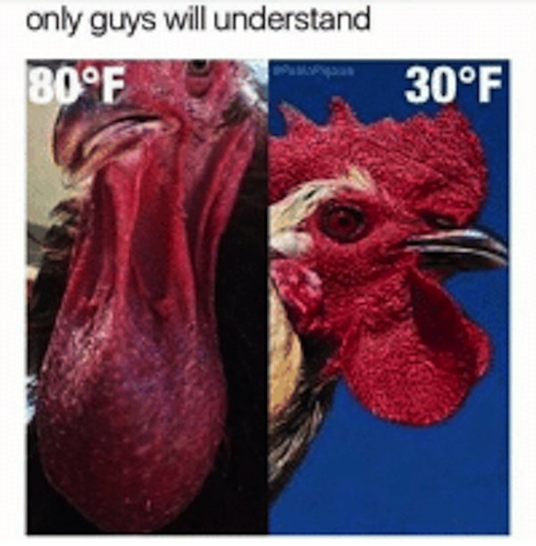 only guys will understand rooster - only guys will understand 80F 30F