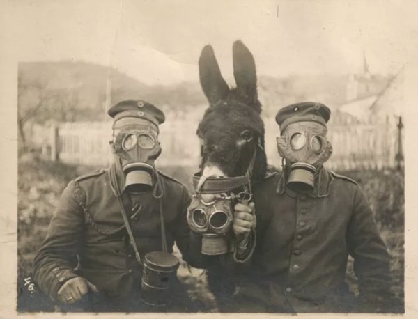 gas mask on animals