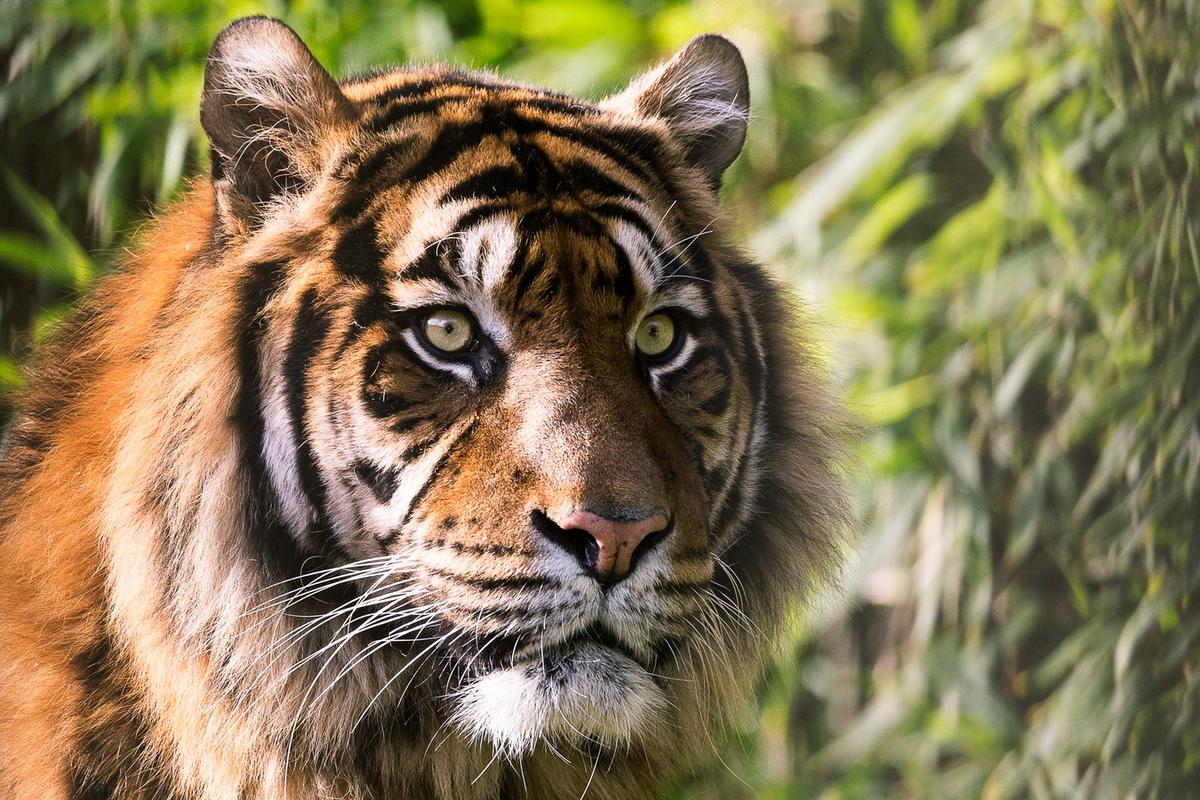 In 1997, a poacher wounded a tiger and stole part of its kill. The tiger found the poacher’s cabin, destroyed his belongings, waited at least half a day for him to return, then killed and ate him.