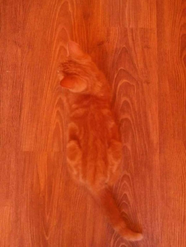 double take orange cat camouflage