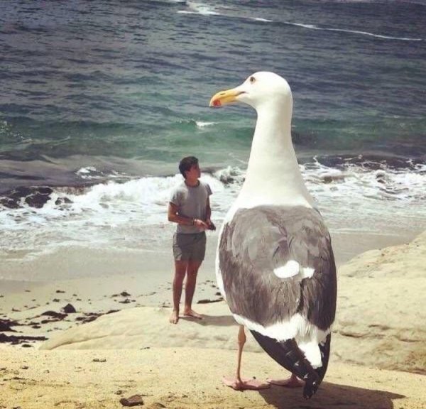 double take massive seagull