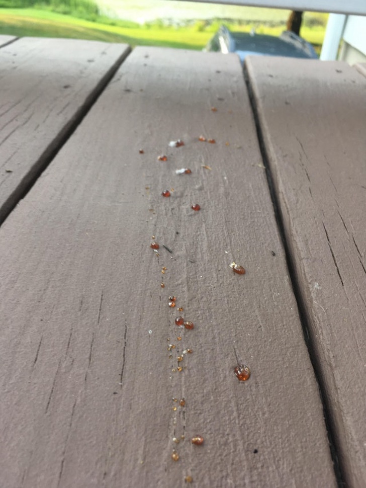"The heat today baked the pine sap out of my newly painted deck.’’