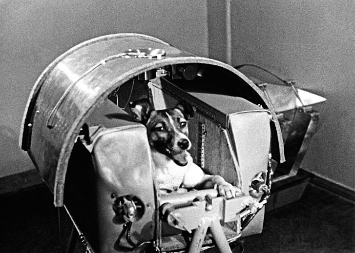 The first dog in space, Laika, died from panic and heat exhaustion seven hours after launch