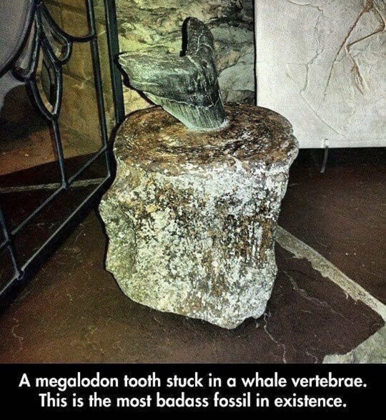 megalodon tooth whale - A megalodon tooth stuck in a whale vertebrae. This is the most badass fossil in existence.