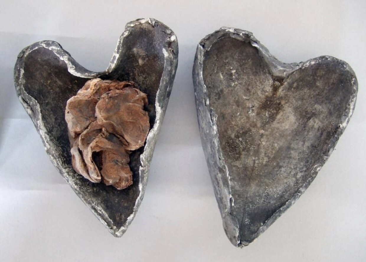 preserved human heart