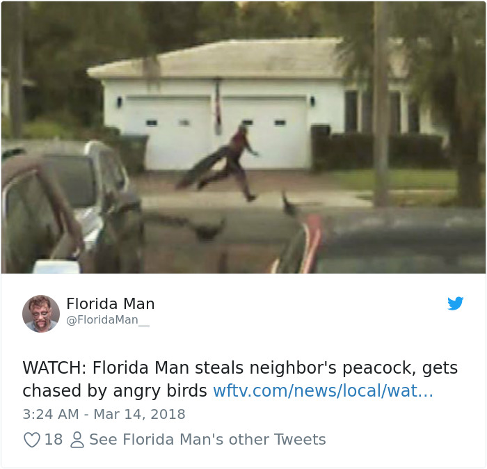 photo caption - Florida Man Watch Florida Man steals neighbor's peacock, gets chased by angry birds wftv.comnewslocalwat... 18 8 See Florida Man's other Tweets