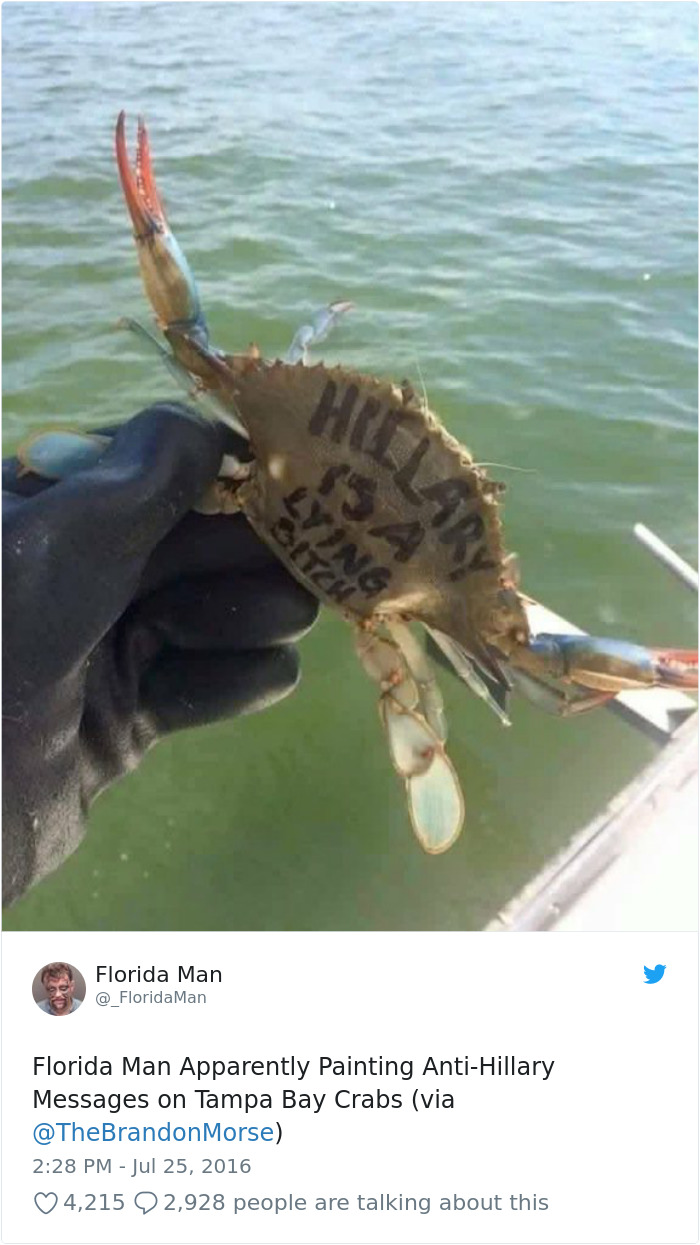 hillary crab - Florida Man Man Florida Man Apparently Painting AntiHillary Messages on Tampa Bay Crabs via Morse 4,215 Q 2,