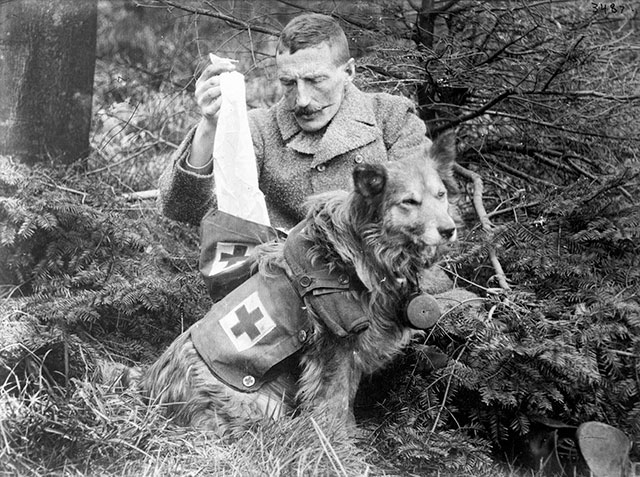 A soldier retrieves bandages from the kit of a British medical dog in 1915