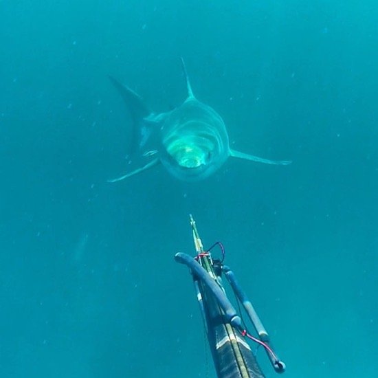 spearfishing great white