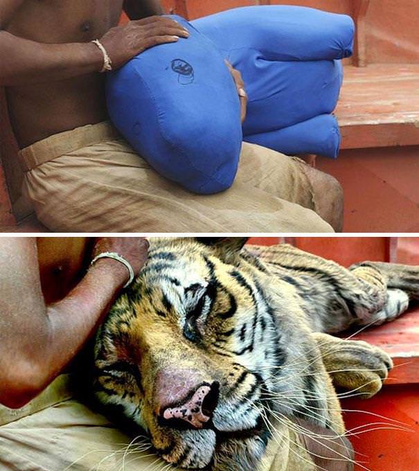 The tiger before and after CGI,  The Life of Pi, 2012.