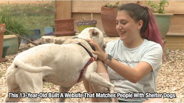 dog - DoOrDogDont This 13YearOld Built A Website That Matches People With Shelter Dogs
