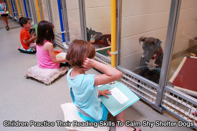 kids reading to dogs - Children Practice Their Reading Skills To Calm Shy Shelter Dogs