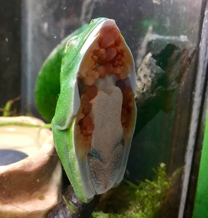 A red-eyed tree frog on a window