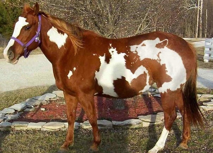 A horse with “fox print”