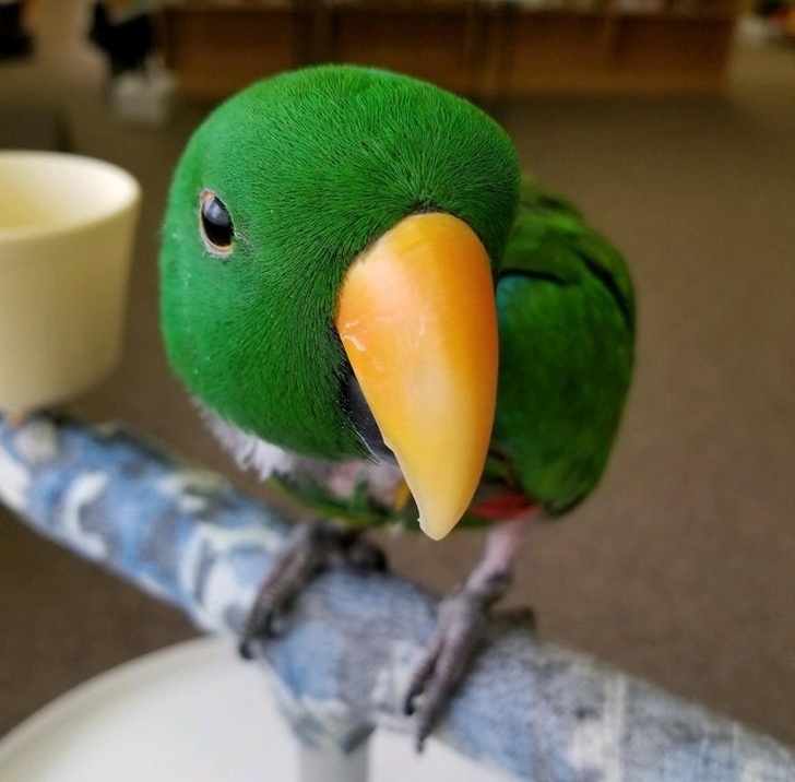 “My friend’s parrot looks like a toy.”